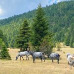 7 Ways to Enjoy Nature in Ypati, Central Greece
